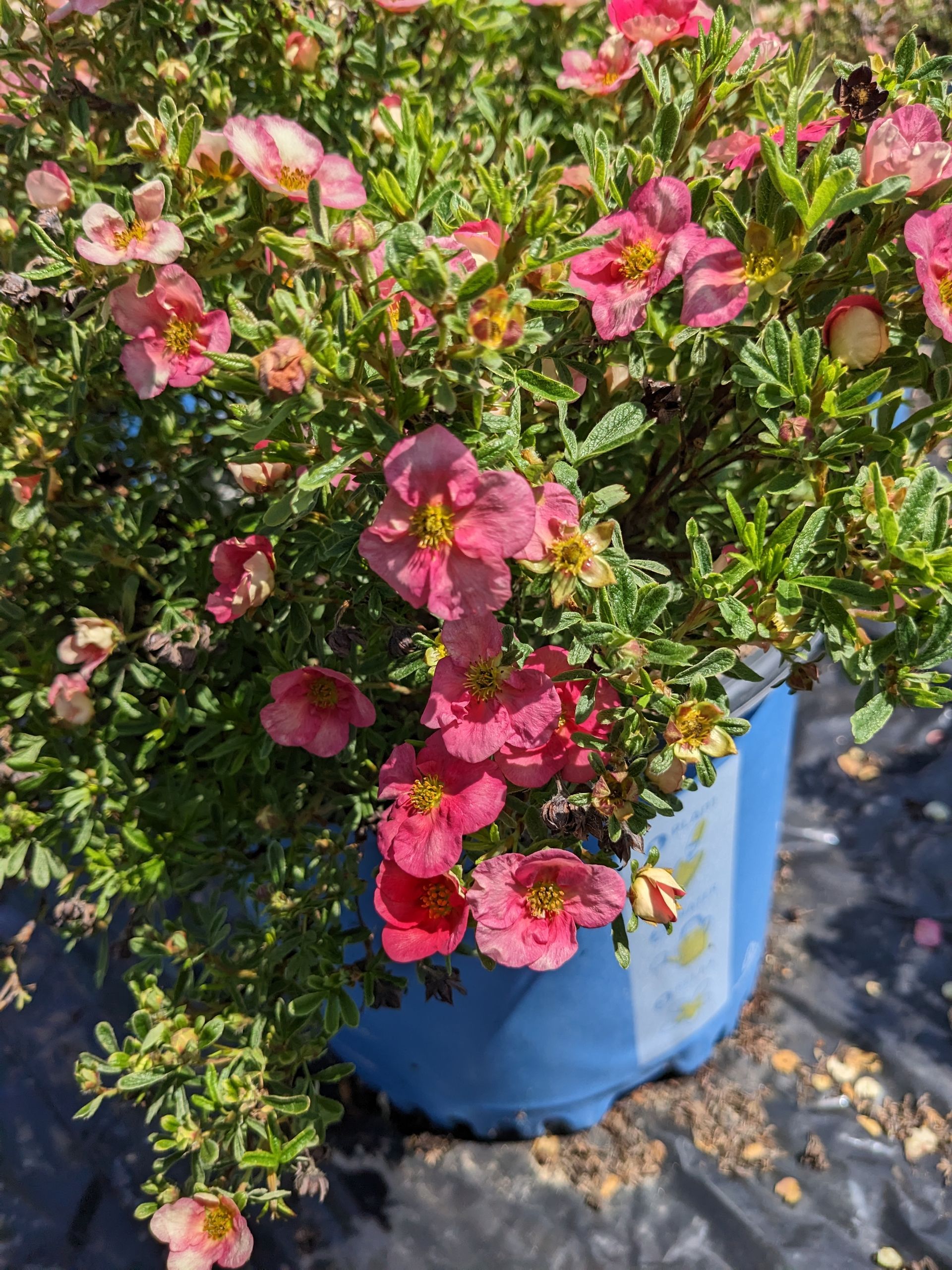 Bella Bellissima® Potentilla