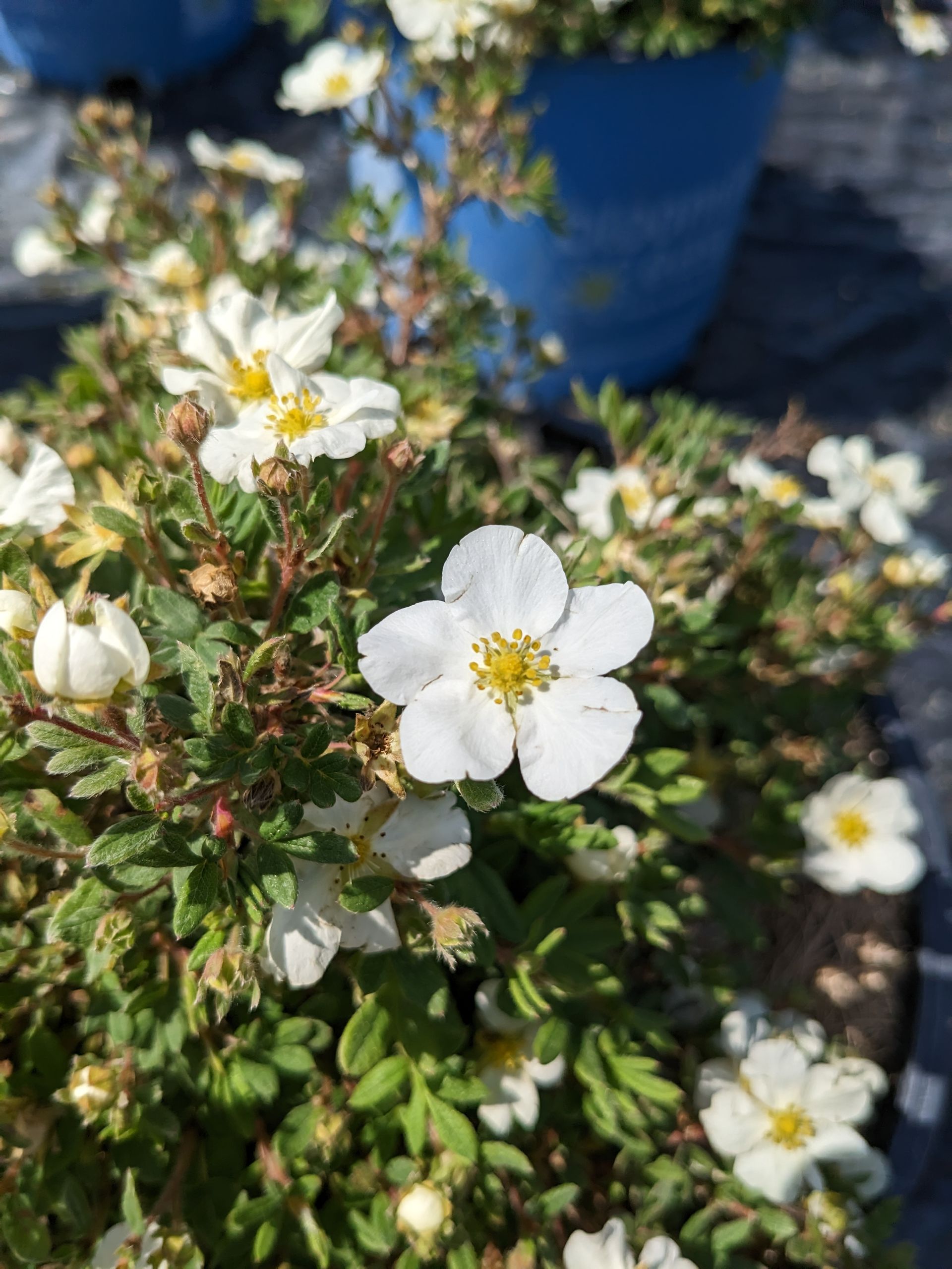 Bella Bianca® Potentilla