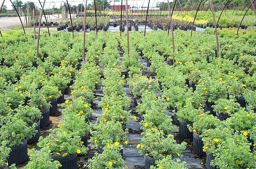 Goldstar Cinquefoil