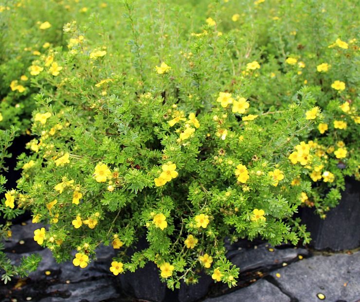 Goldstar Cinquefoil
