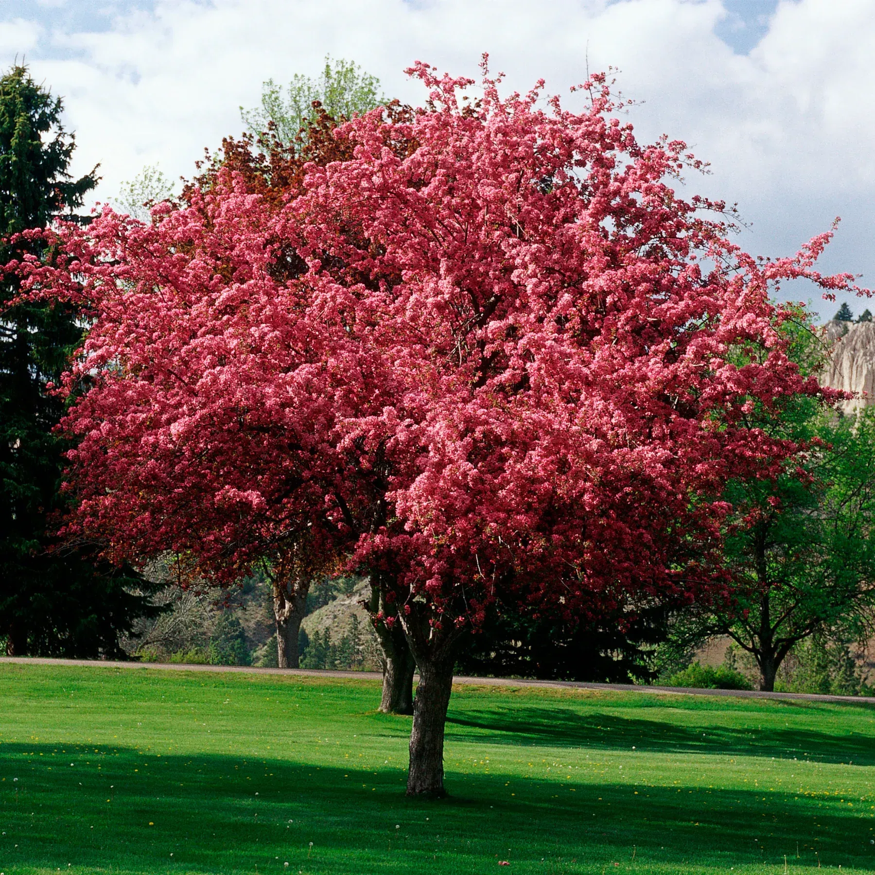 Profusion Crabapple