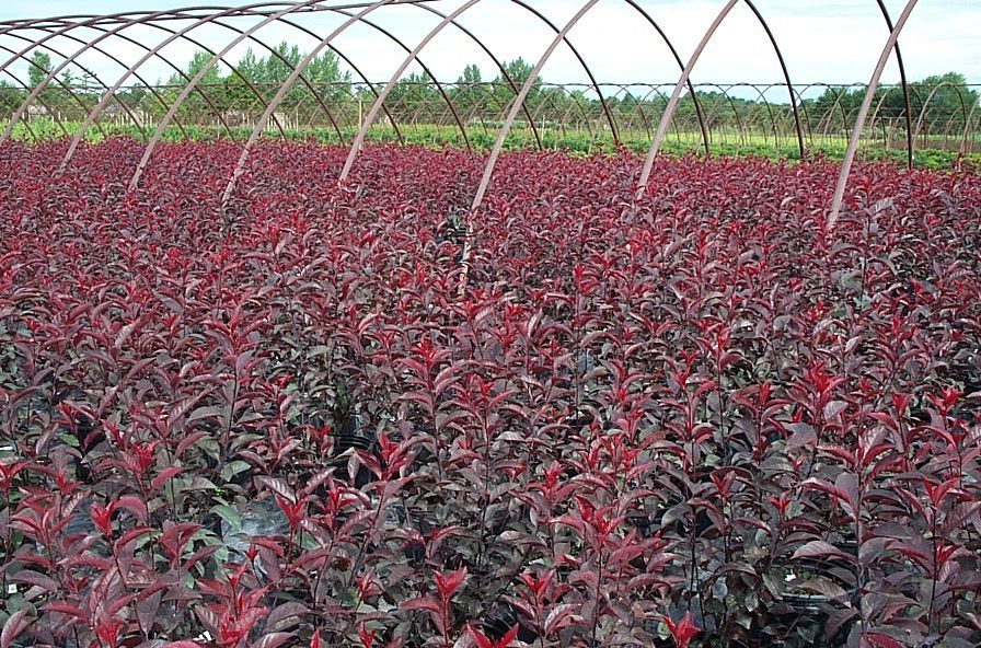 Purpleleaf Sandcherry Shrub