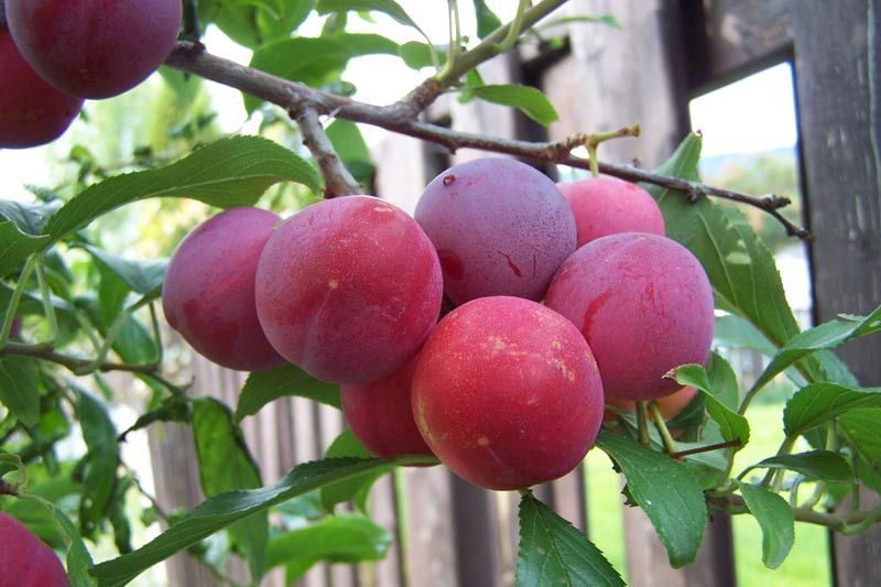 Toka Plum