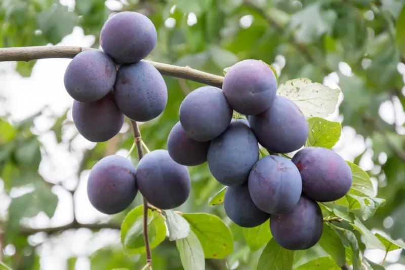 Mount Royal Plum