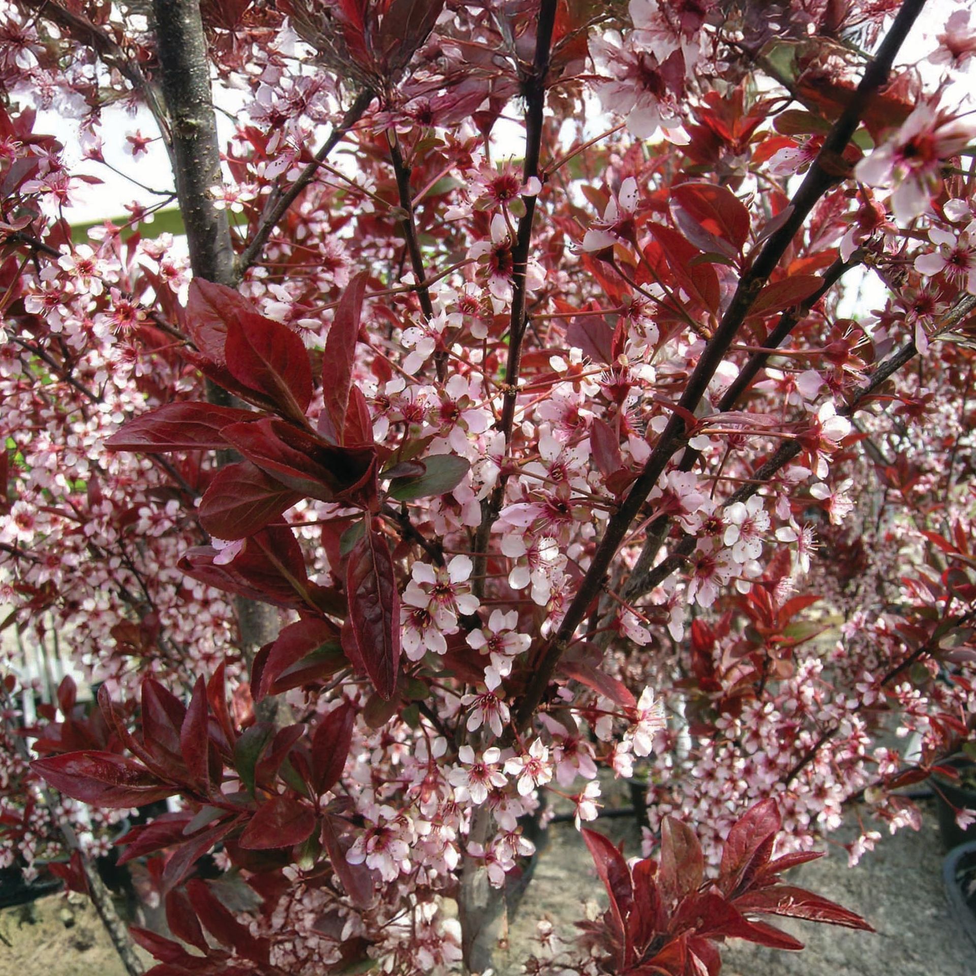 Newport Cherry Plum