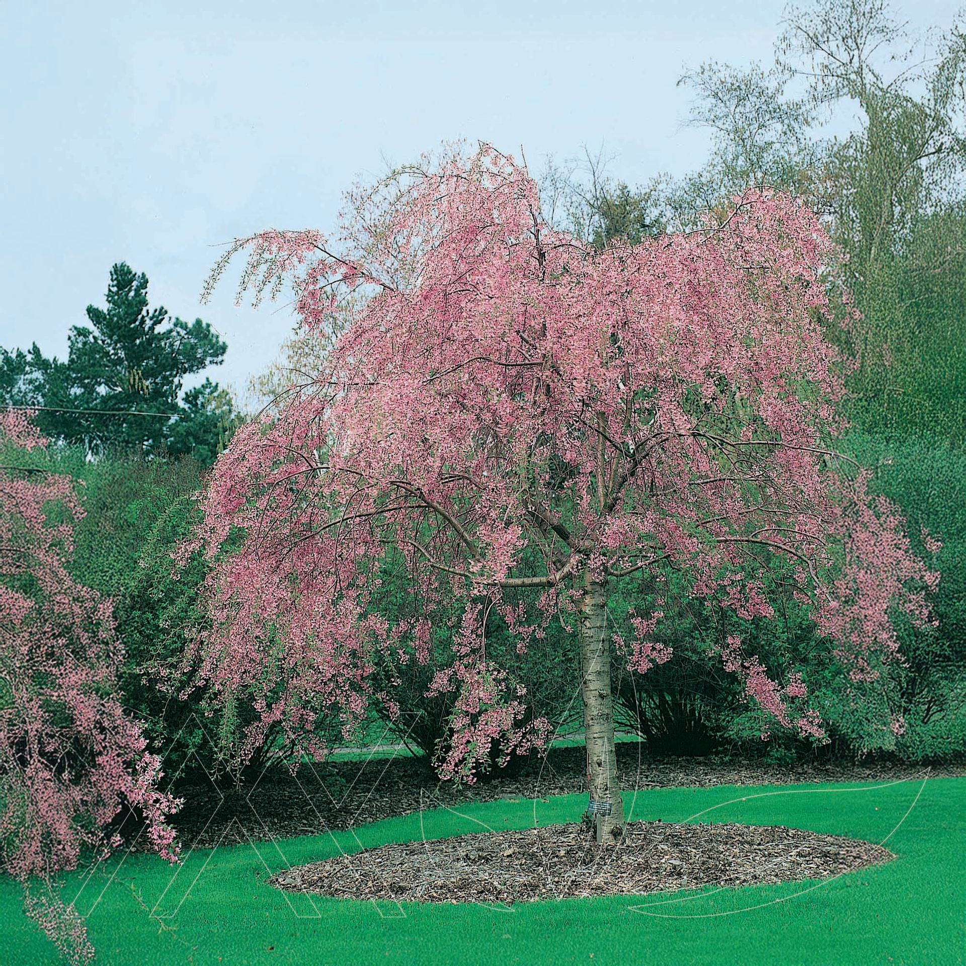 Weeping Higan Cherry