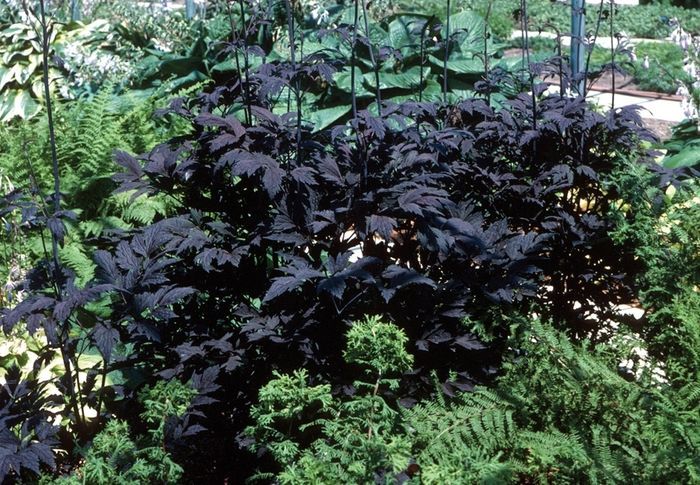 Purple-Leaf Bugbane