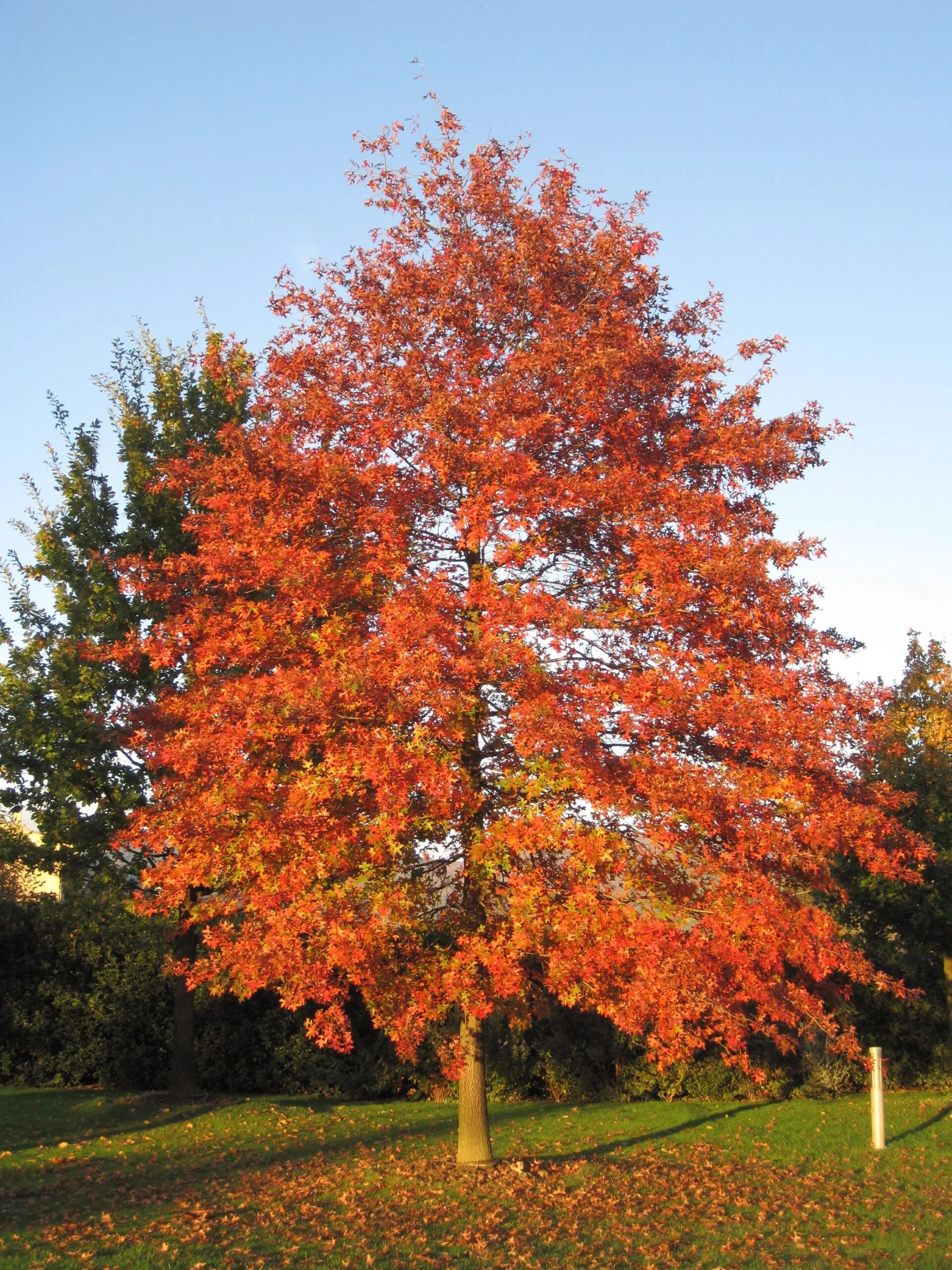 Pin Oak