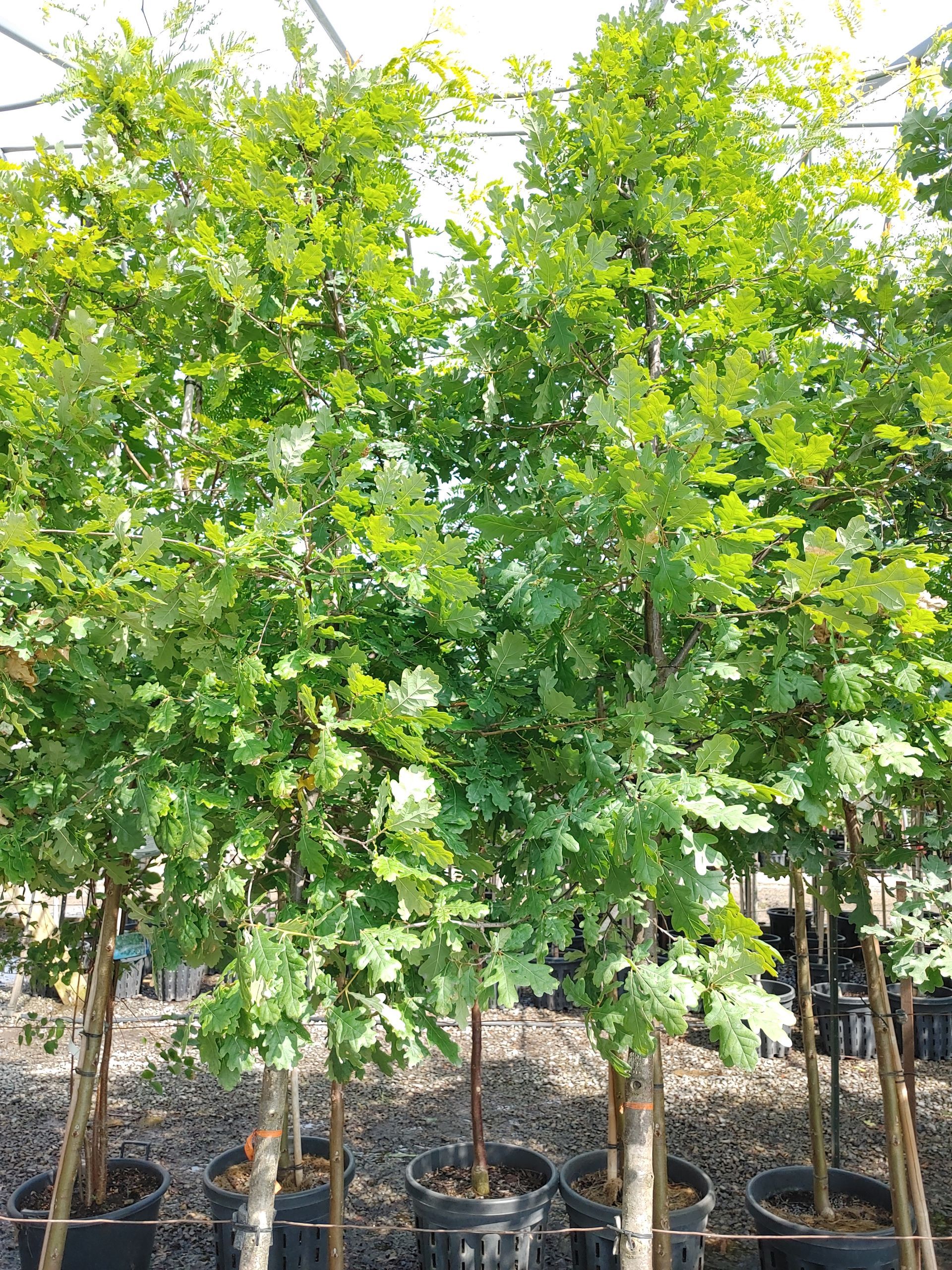 English Oak
