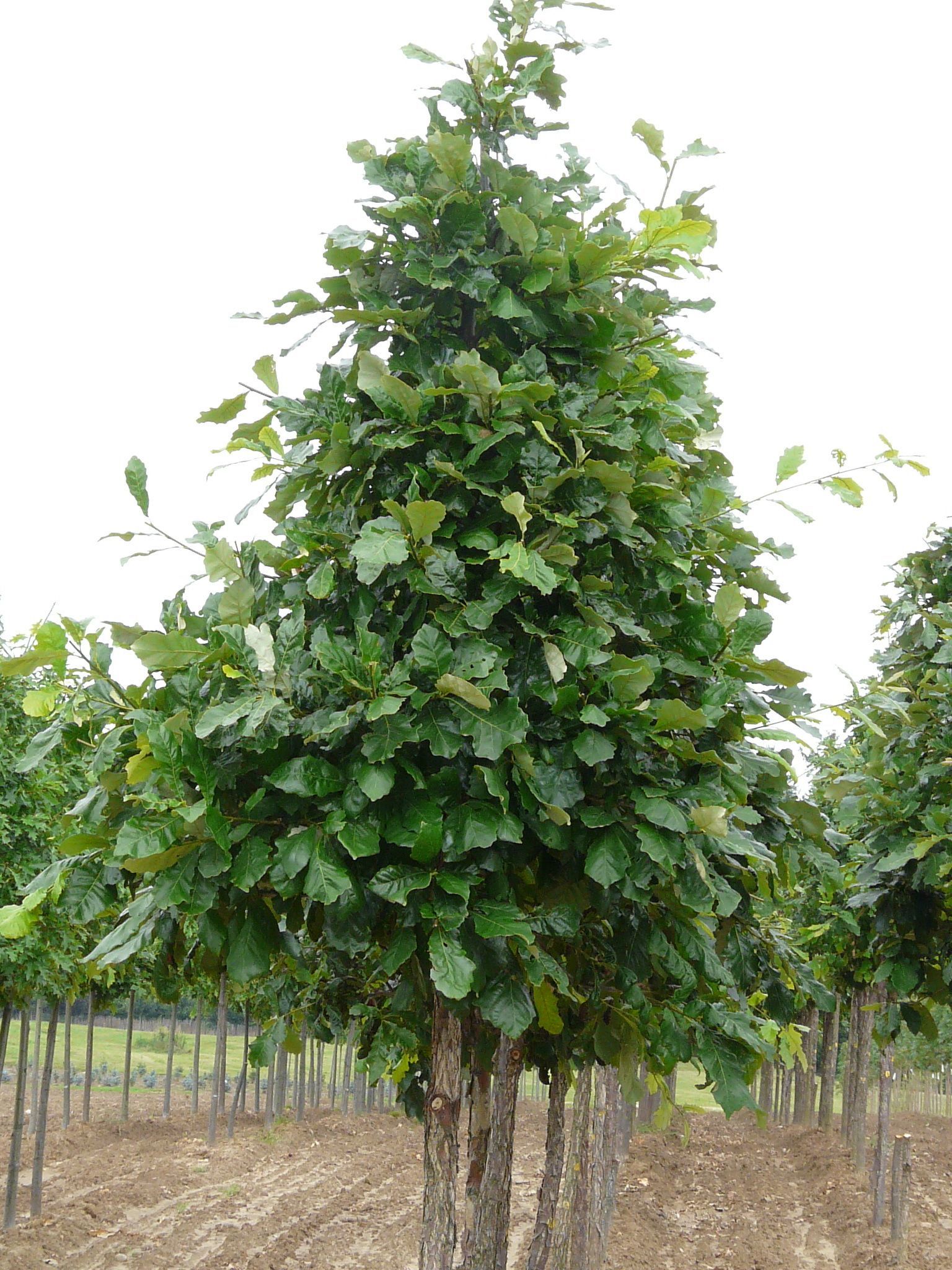 Swamp White Oak