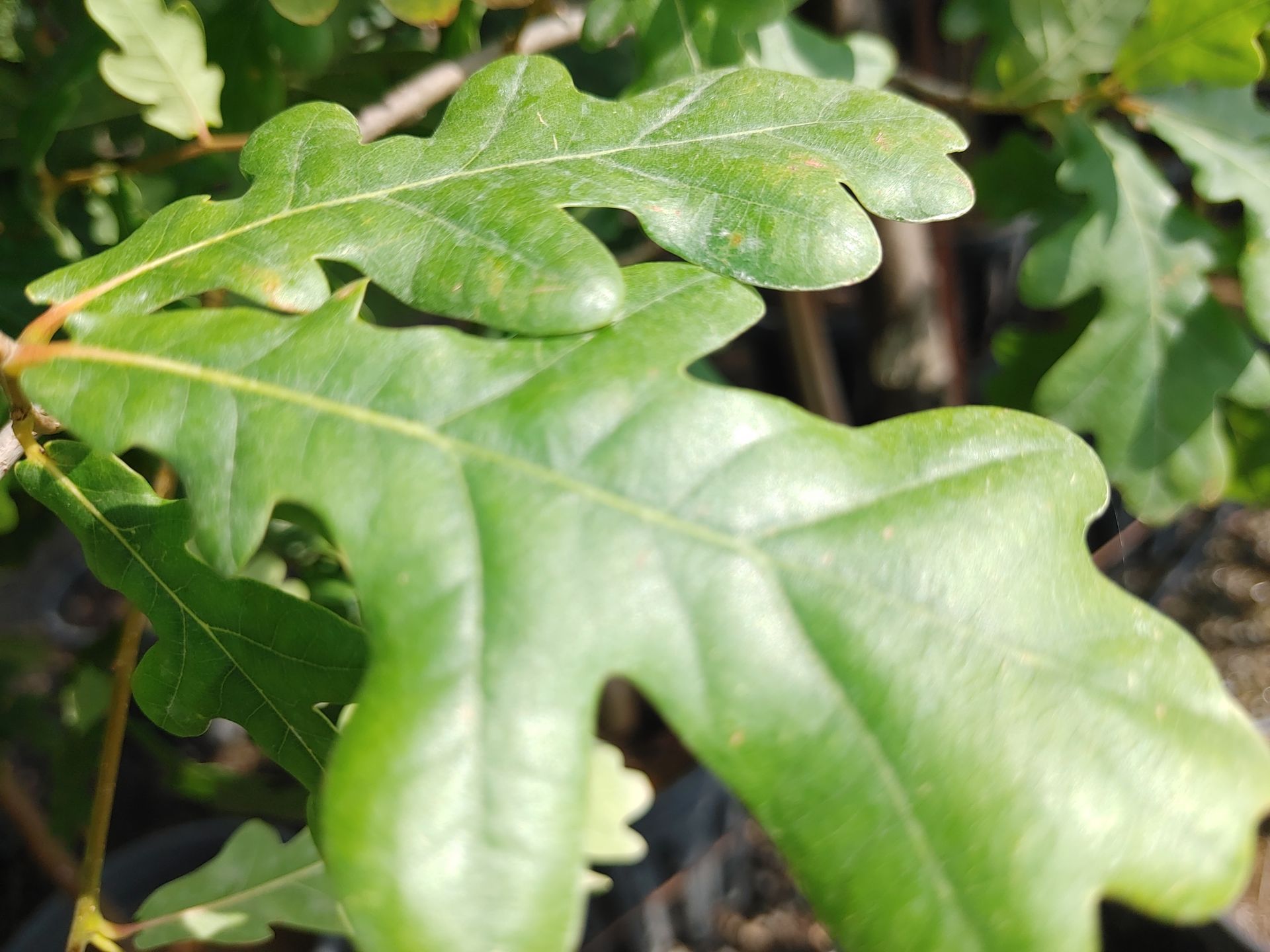 English Oak
