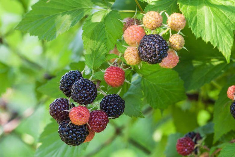 Jewel Raspberry
