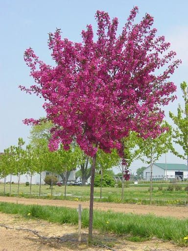 Red Barron Crabapple