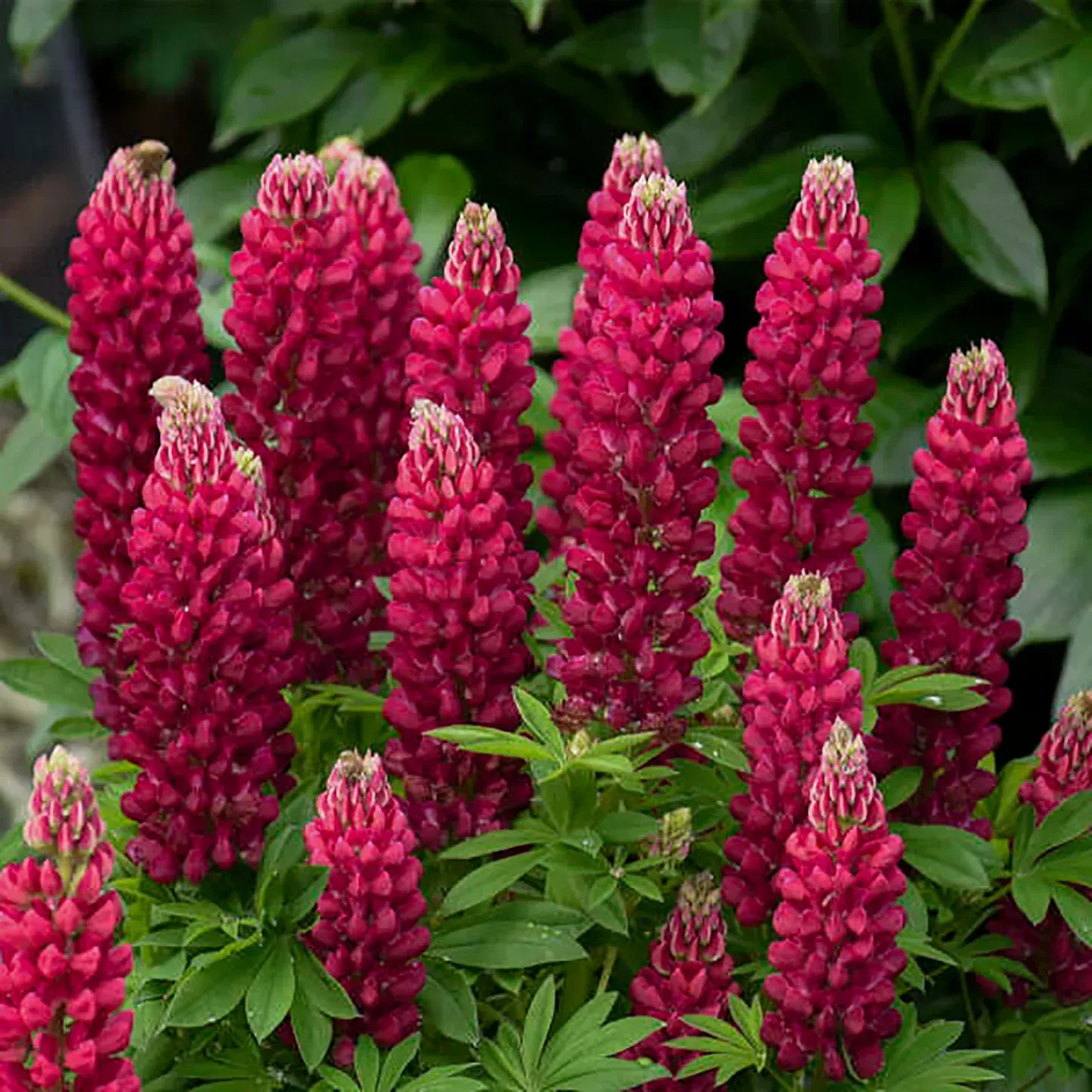 Gallery Red Lupine