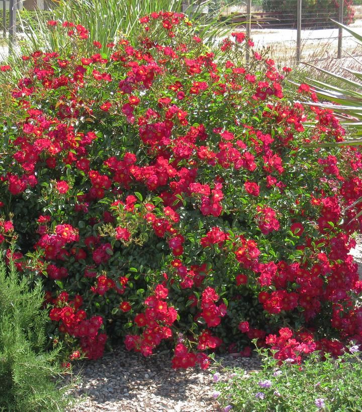Red Flower Carpet® Rose
