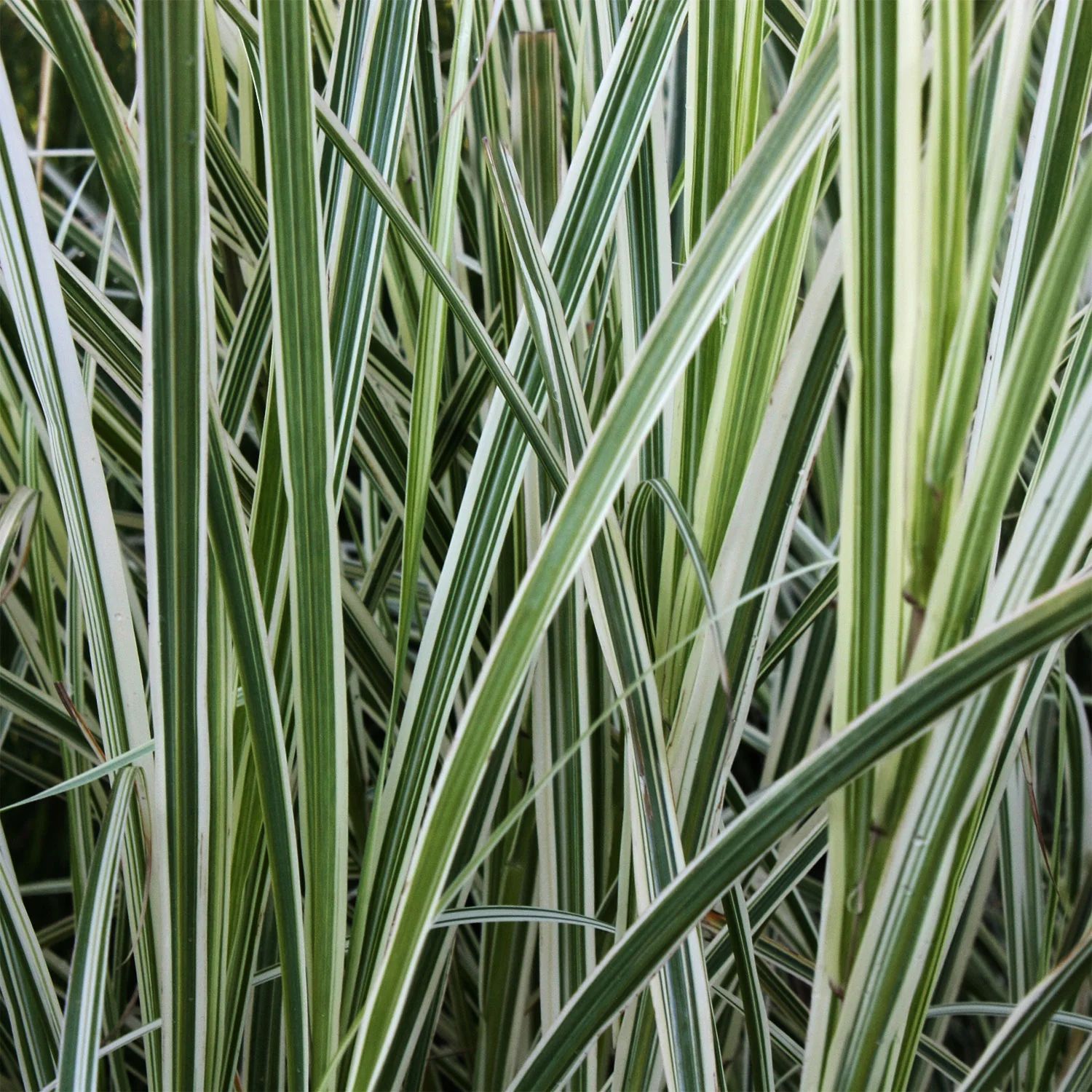 Variegated Reed Grass