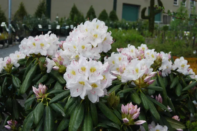 White Catawba Rhododendron