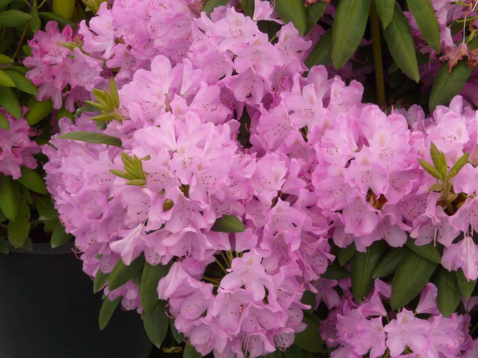 Boursault Rhododendron