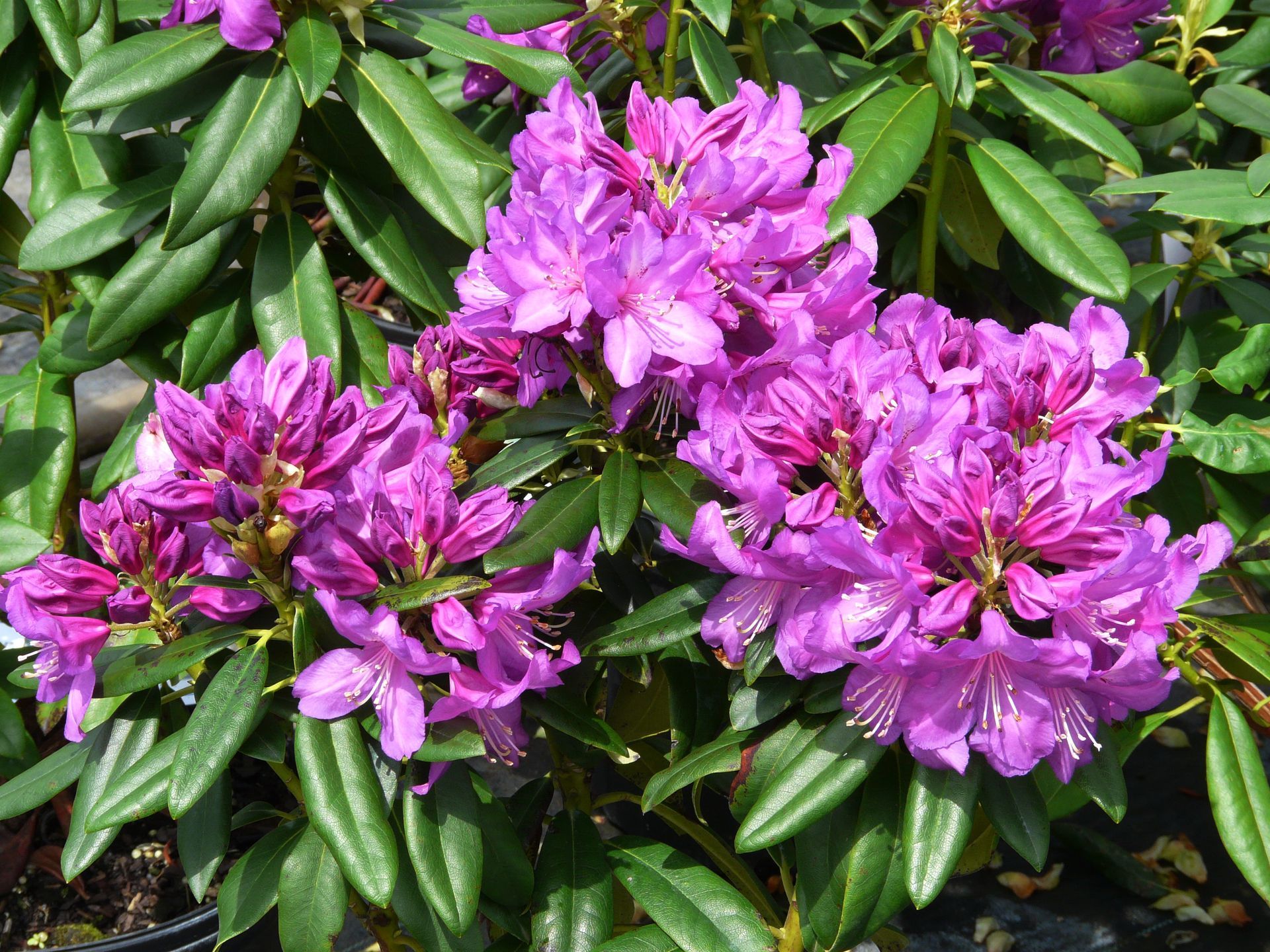 Purple Passion Rhododendron