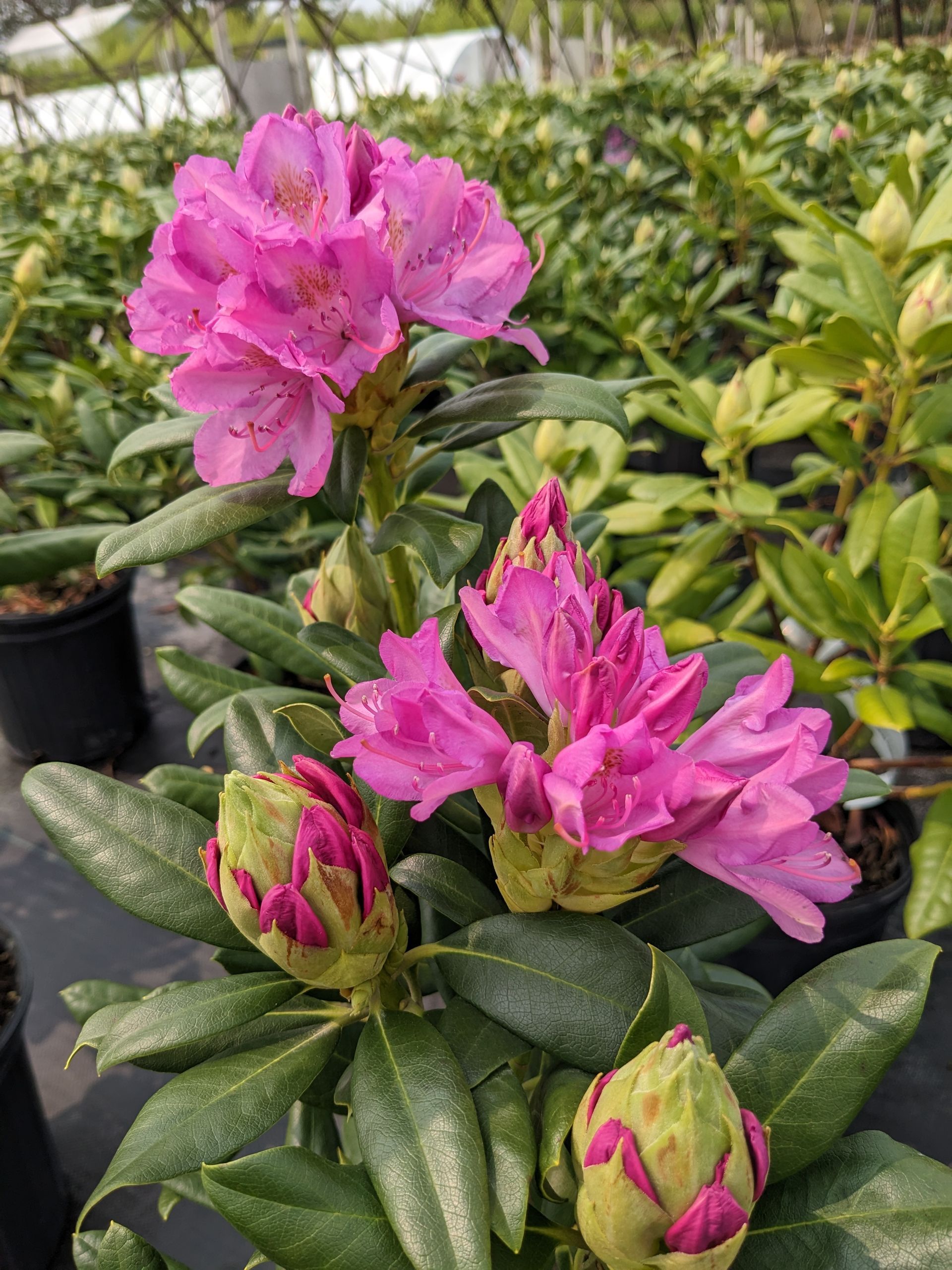 Roseum Pink Rhododendron
