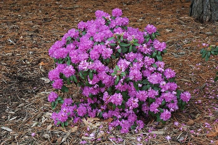 P.J.M. Elite Rhododendron