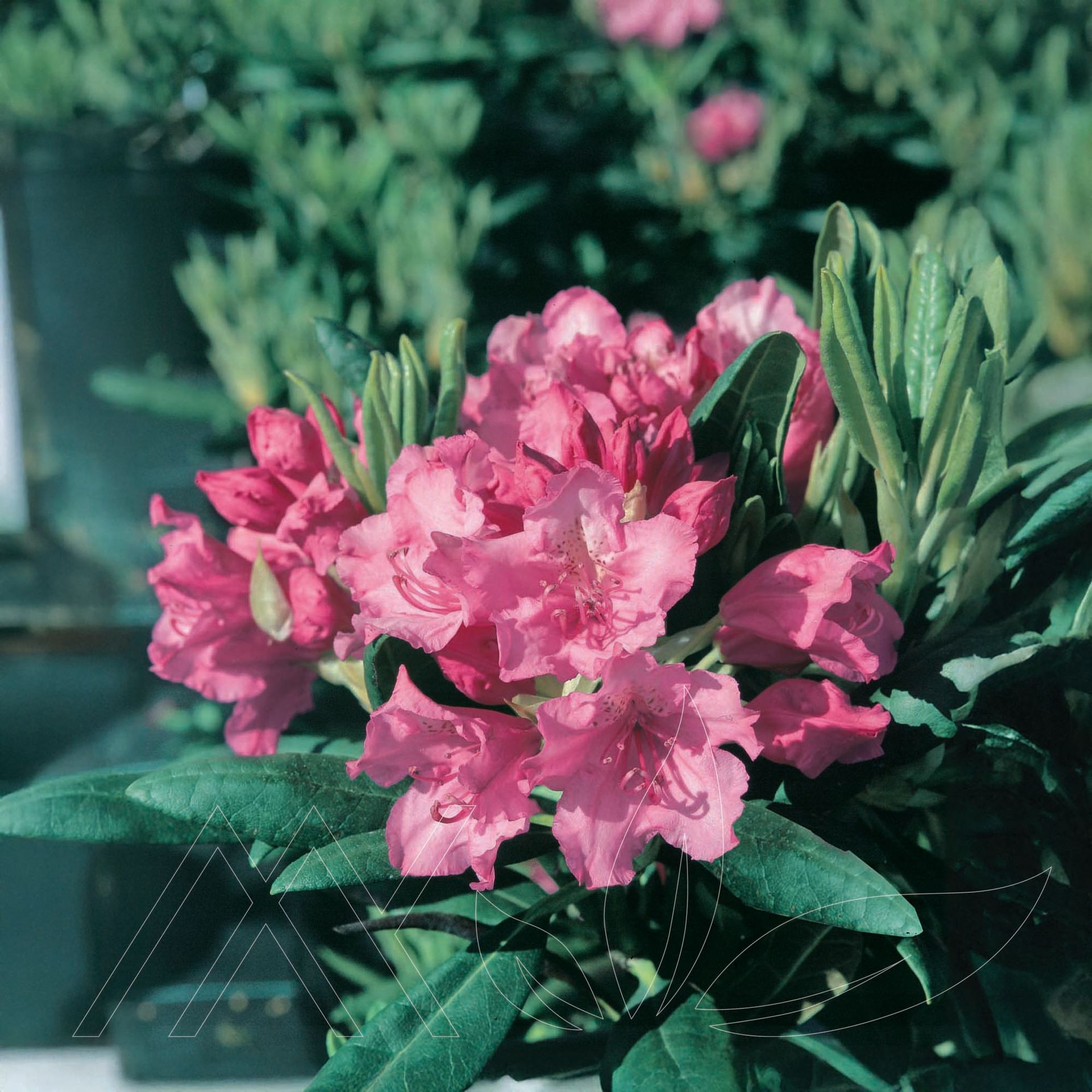 Haaga Rhododendron