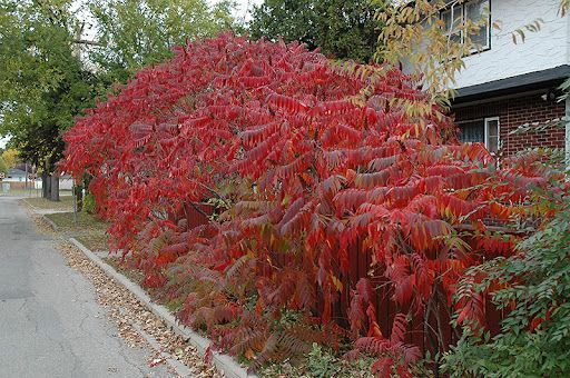 Staghorn Sumac