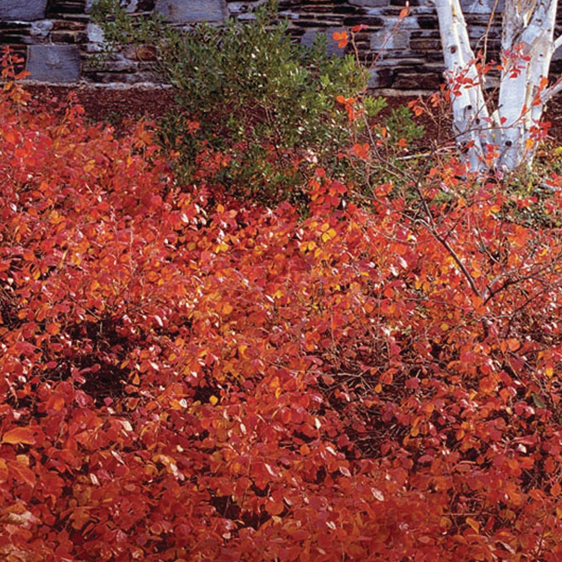 Gro-low Sumac