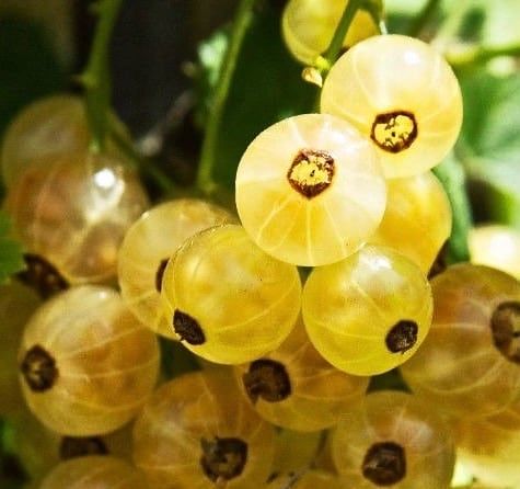 White Pearl Currant