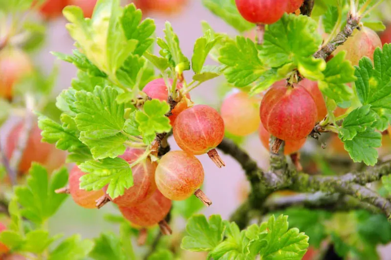 Pixwell Gooseberry
