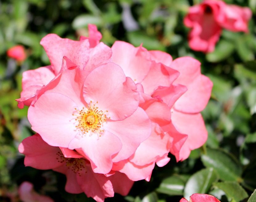 Coral Flower Carpet® Rose