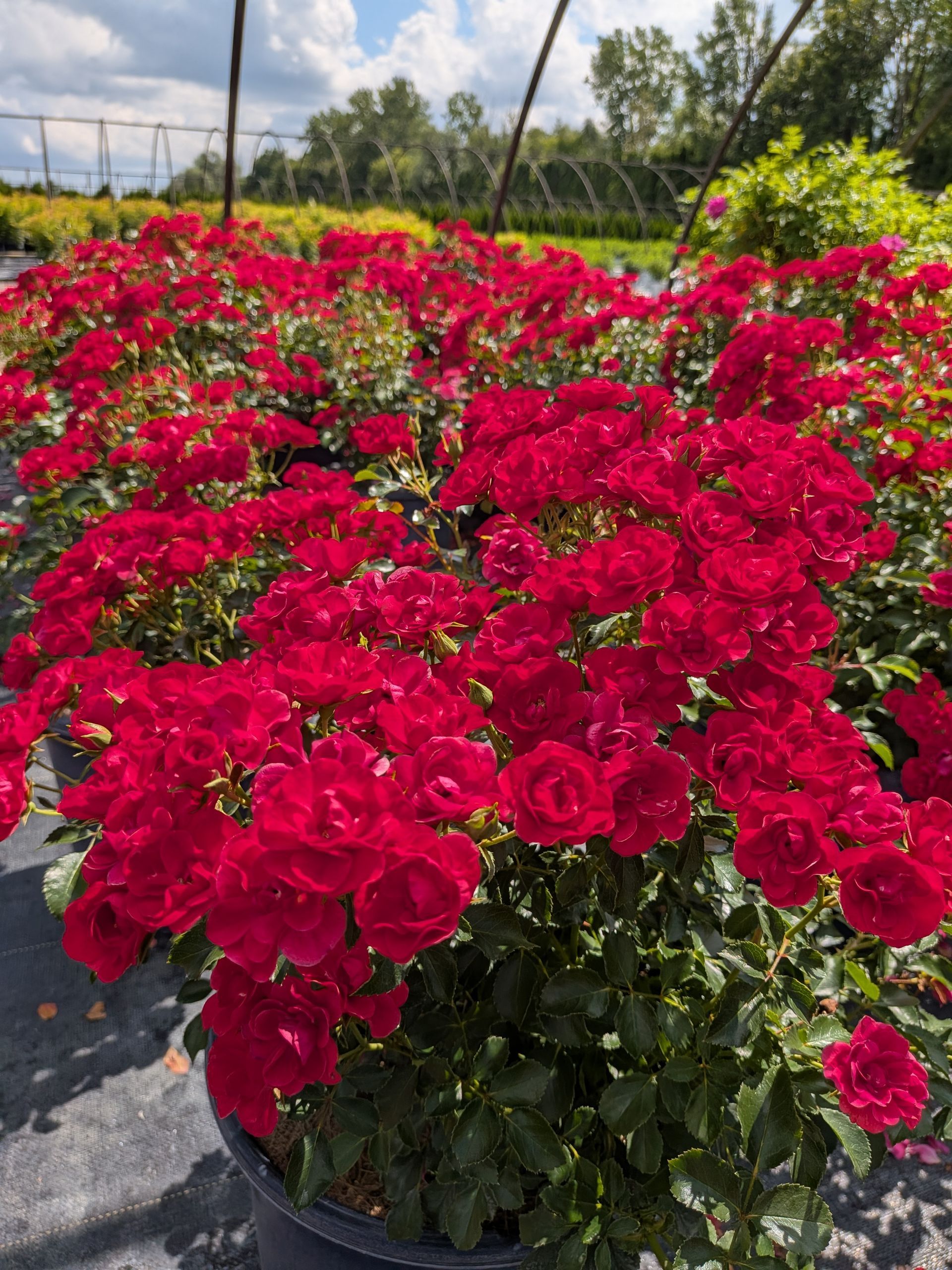 Mini Cherry Flower Carpet® Rose