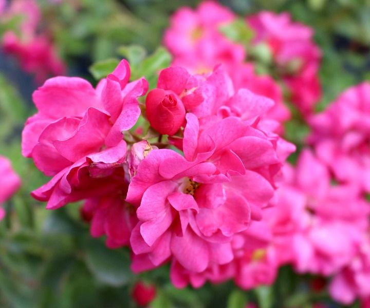 Pink Supreme Flower Carpet® Rose