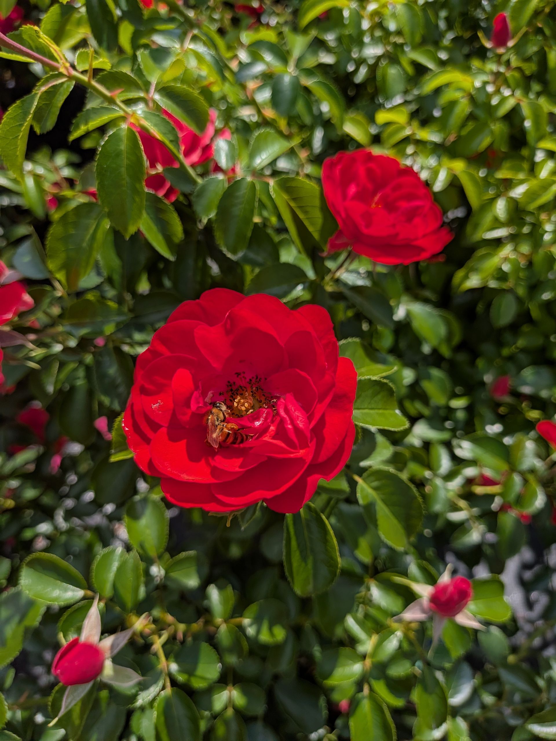 Scarlet Flower Carpet® Rose