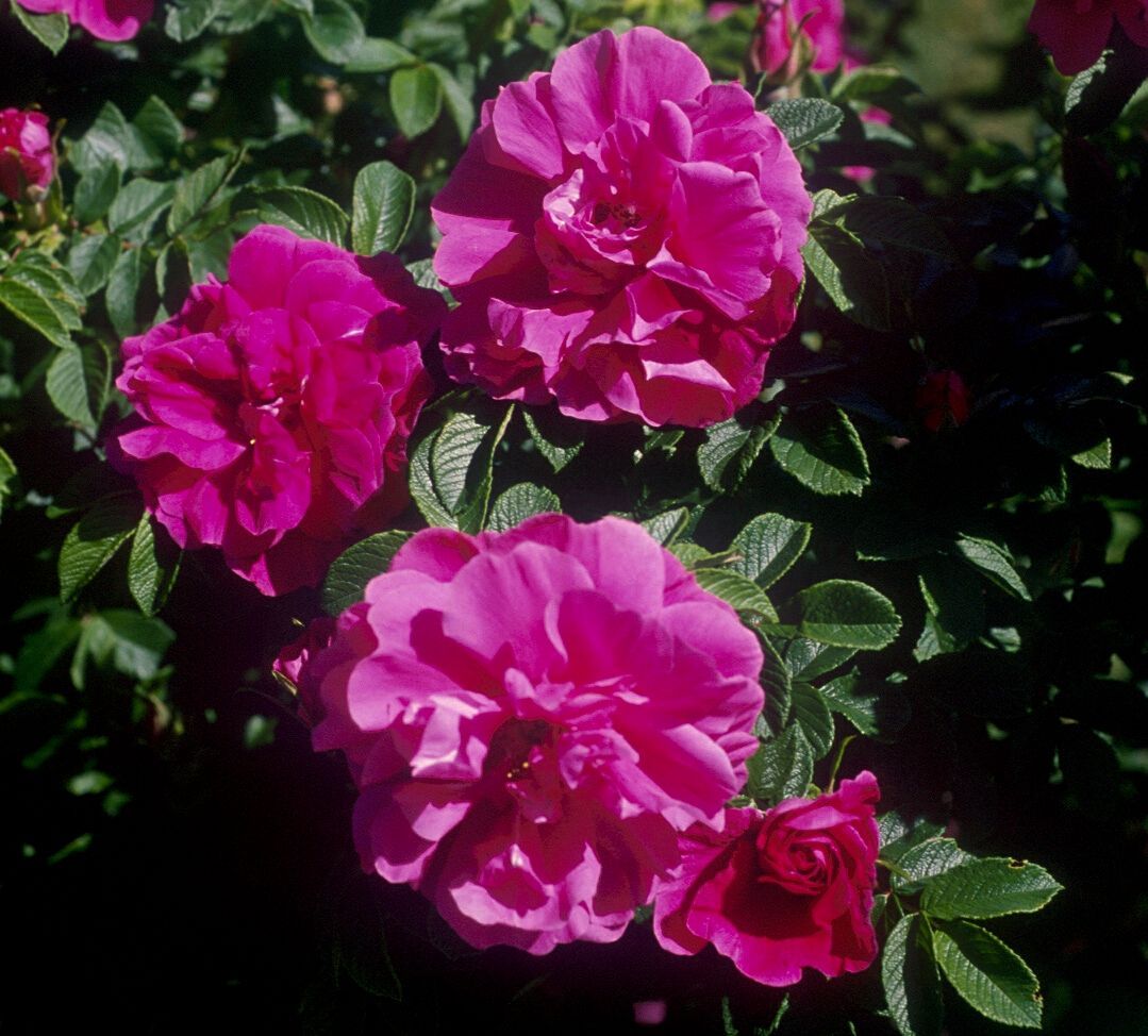 Rugosa or Saltspray Rose
