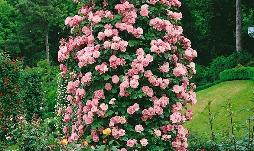 Coral Dawn Rose