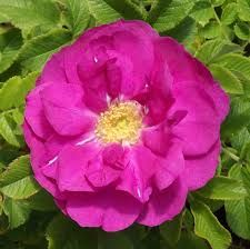 Purple Pavement Rose