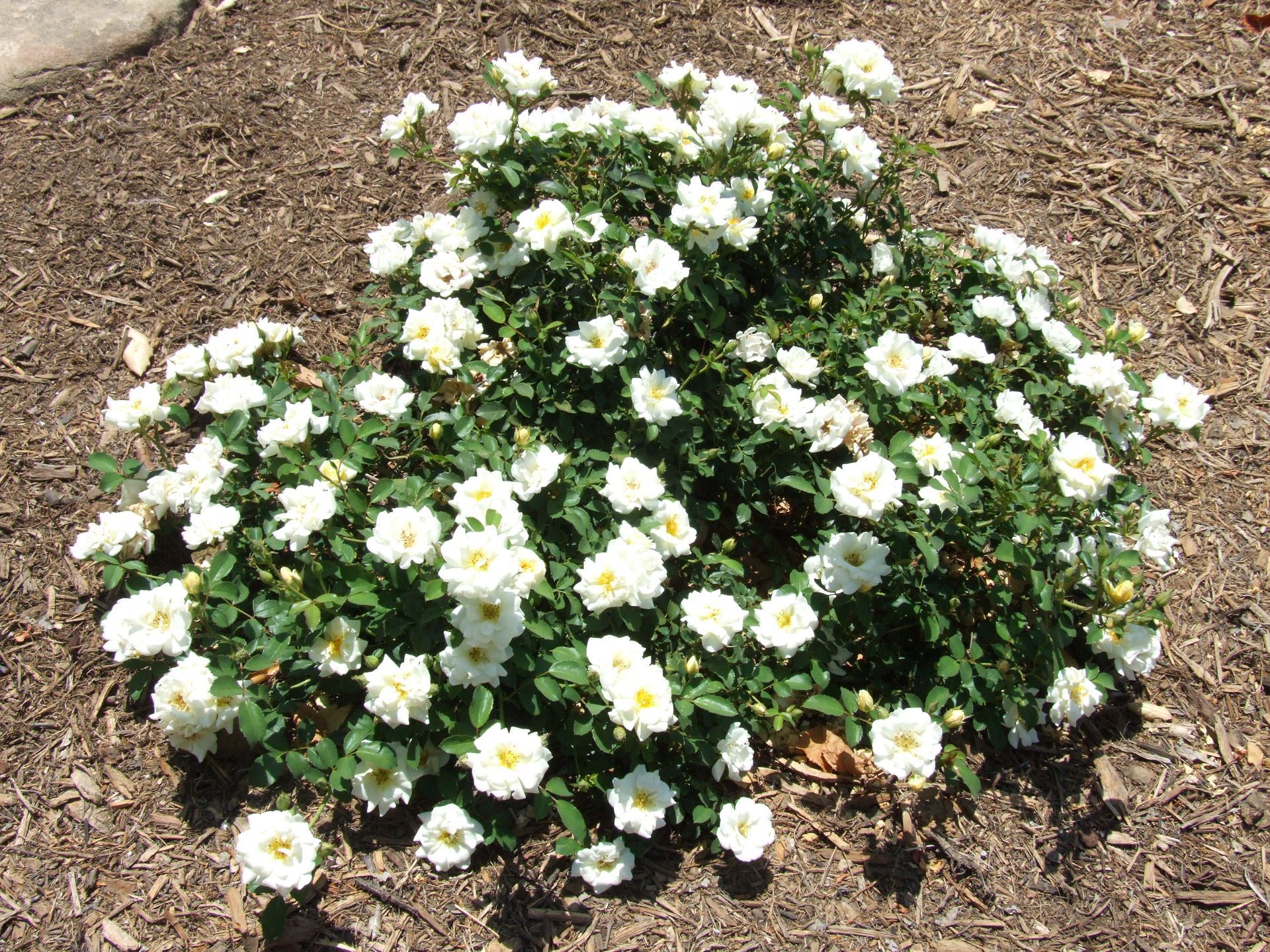 White Flower Carpet® Rose