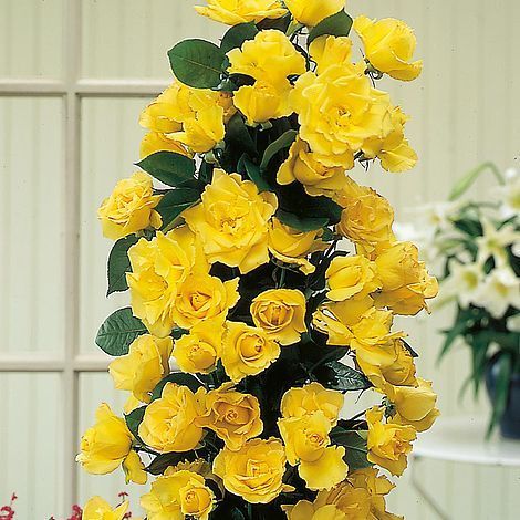 Golden Showers Rose