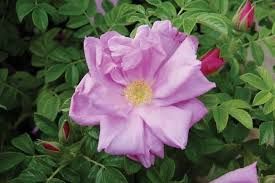 Pink Pavement Rose