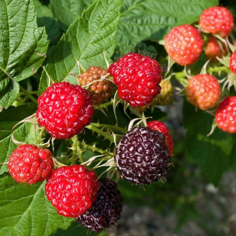 Royalty Raspberry