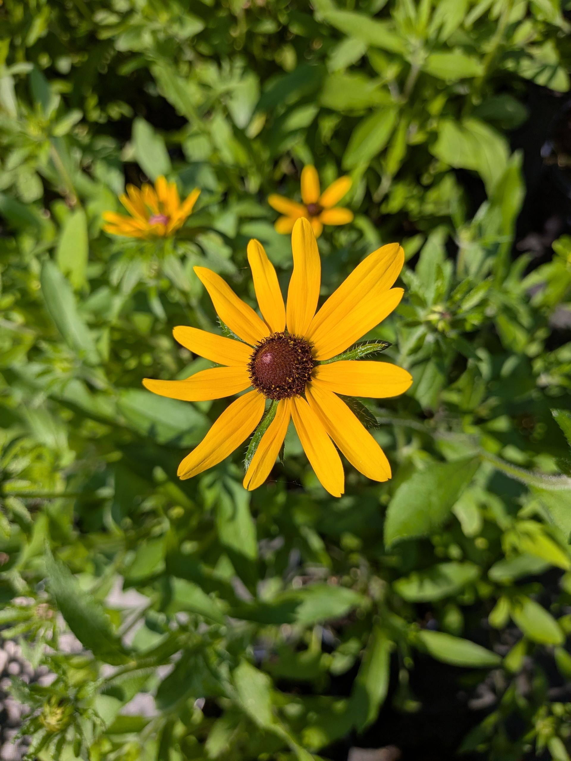 Black-Eyed Susan