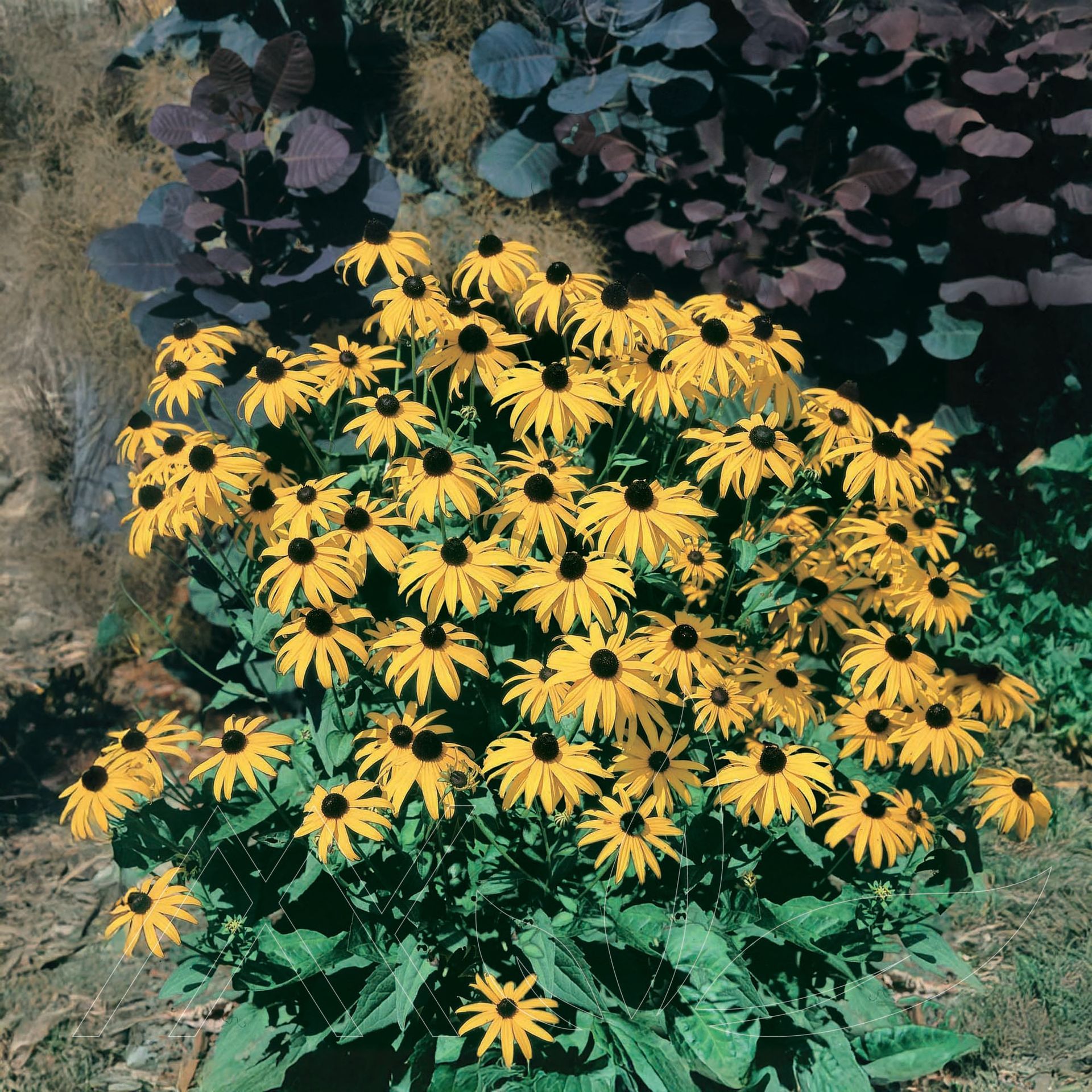 Goldsturm Black-Eyed Susan