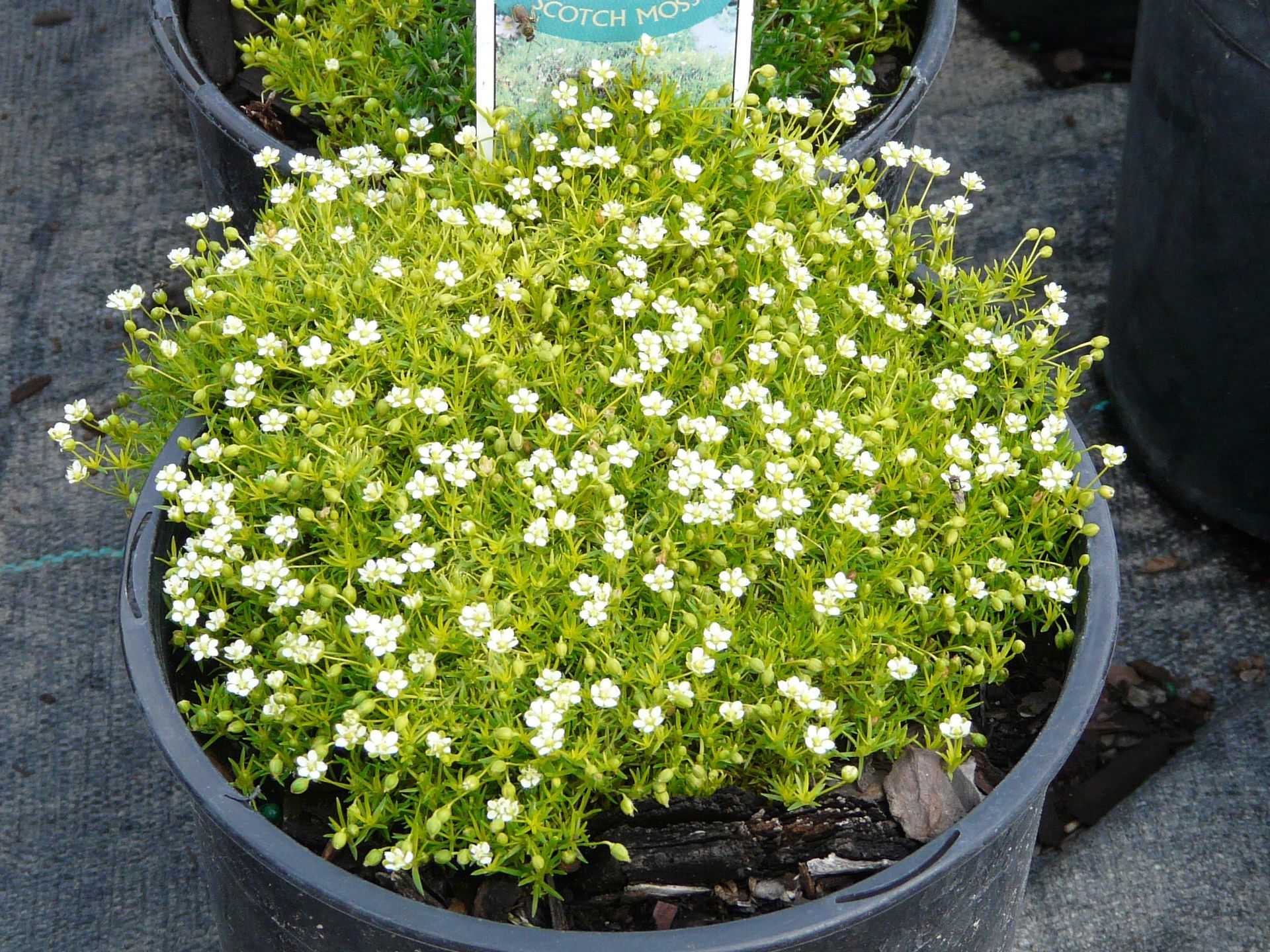 Scotch Moss