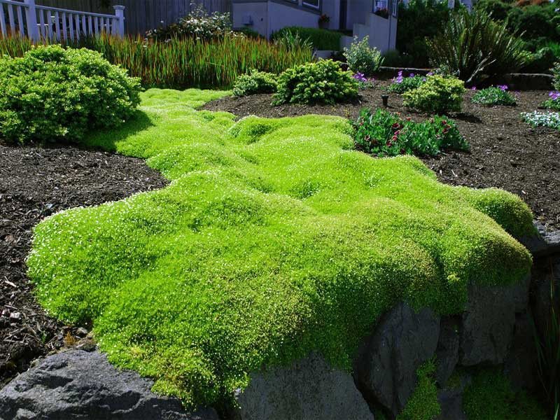 Scotch Moss