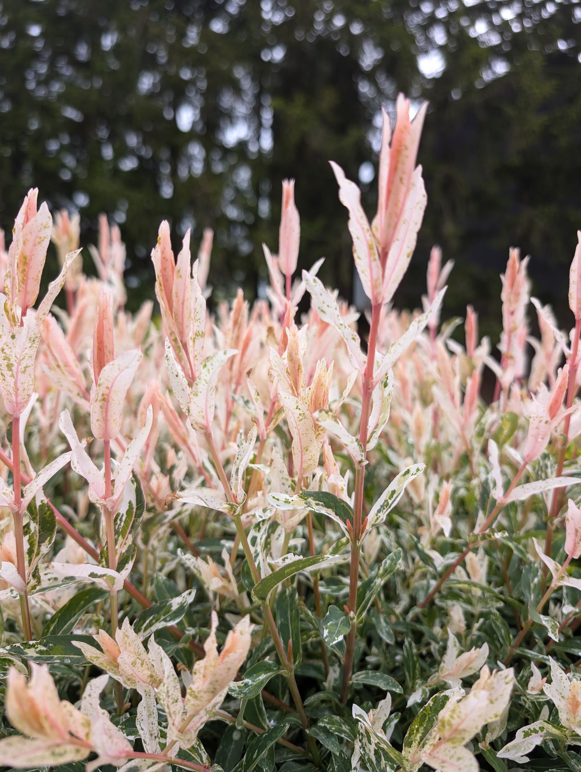 Variegated Japanese Willow Shrub
