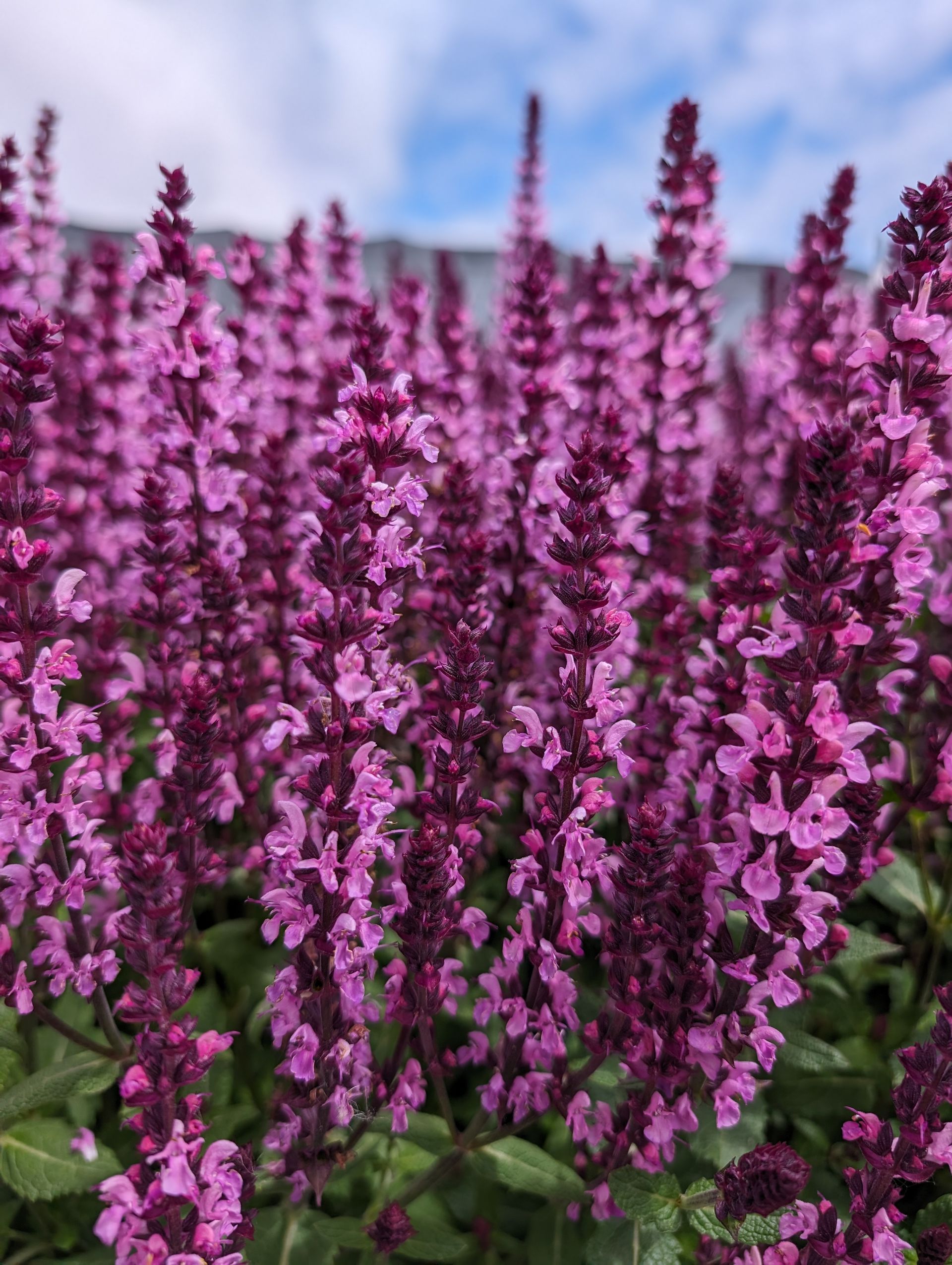 New Dimension Rose Sage