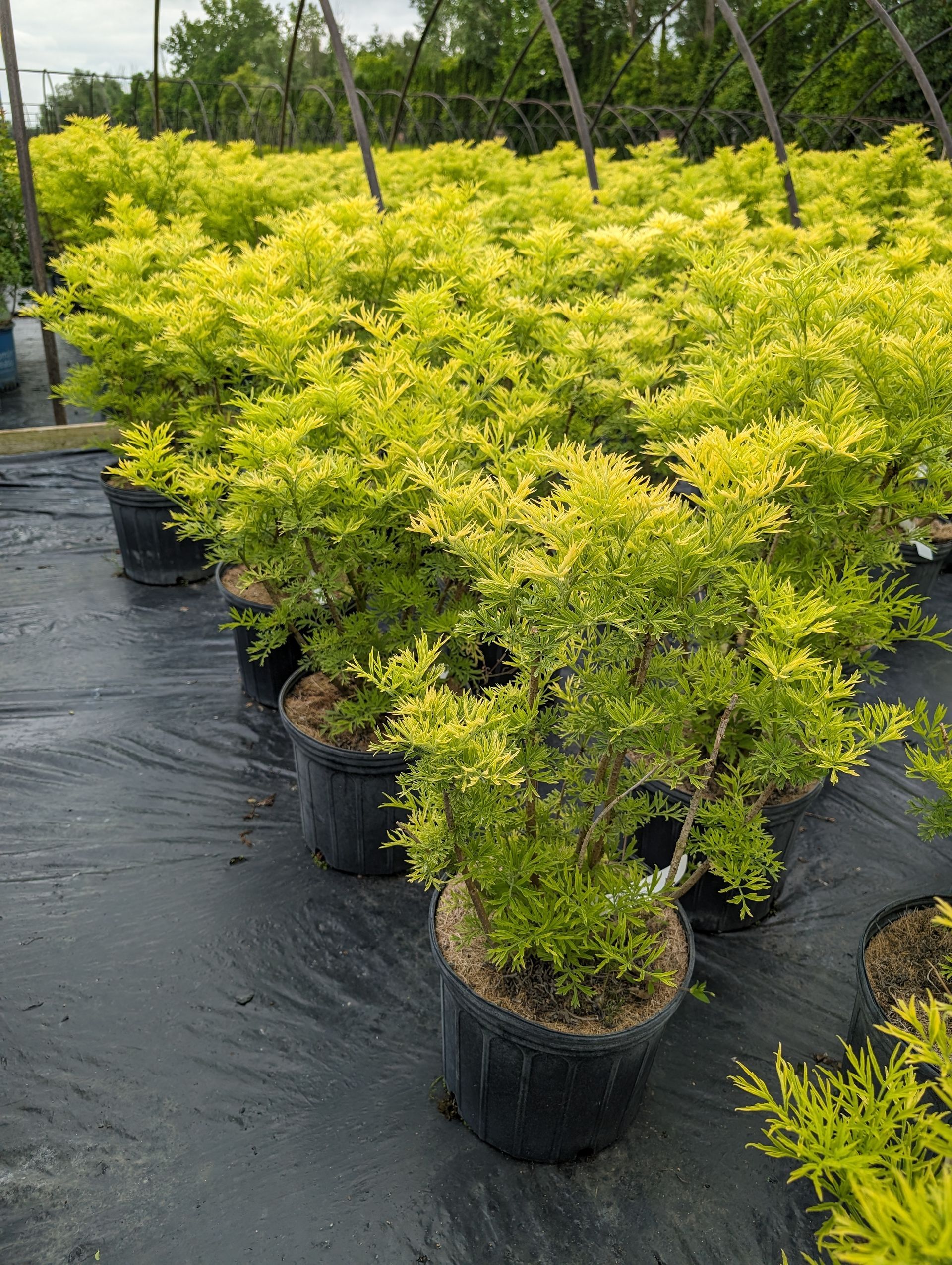 Golden Tower Elderberry