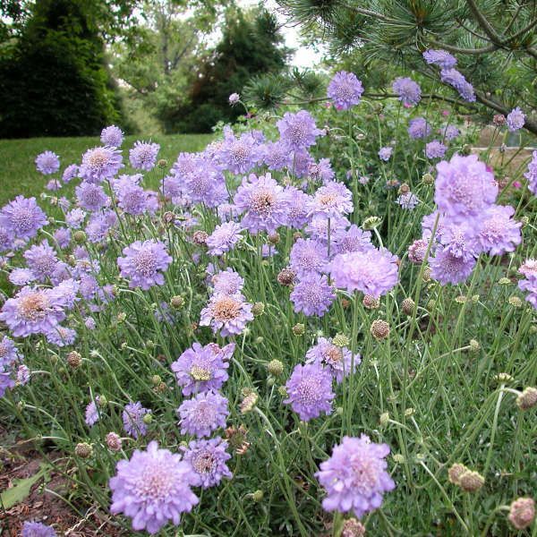 Butterfly Blue Pincushion Flower