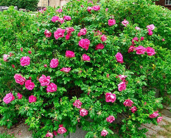 Scarlet Pavement Rose